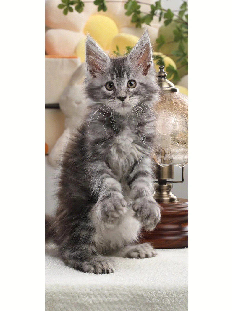 缅因猫多大成型_缅因猫长到多大就定型了_缅因猫最大是多长