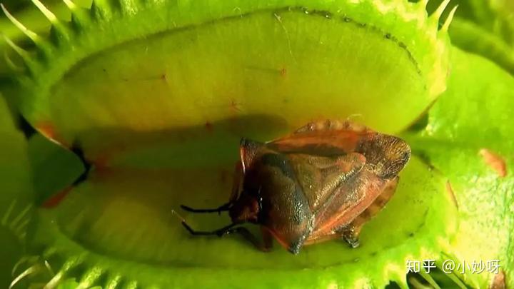花园战争 食人花_花园战争食人花视频_食人花大作战