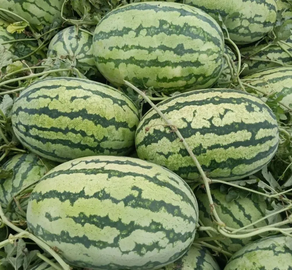 西瓜视频权力的游戏_权力的游戏第一季西瓜_一季西瓜权力游戏多少集