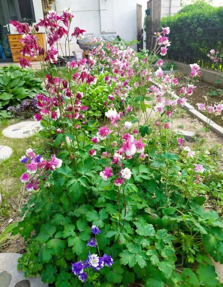 造梦西游olucbug修改器_造梦西游0l修改器视频_造梦西游3花落修改器