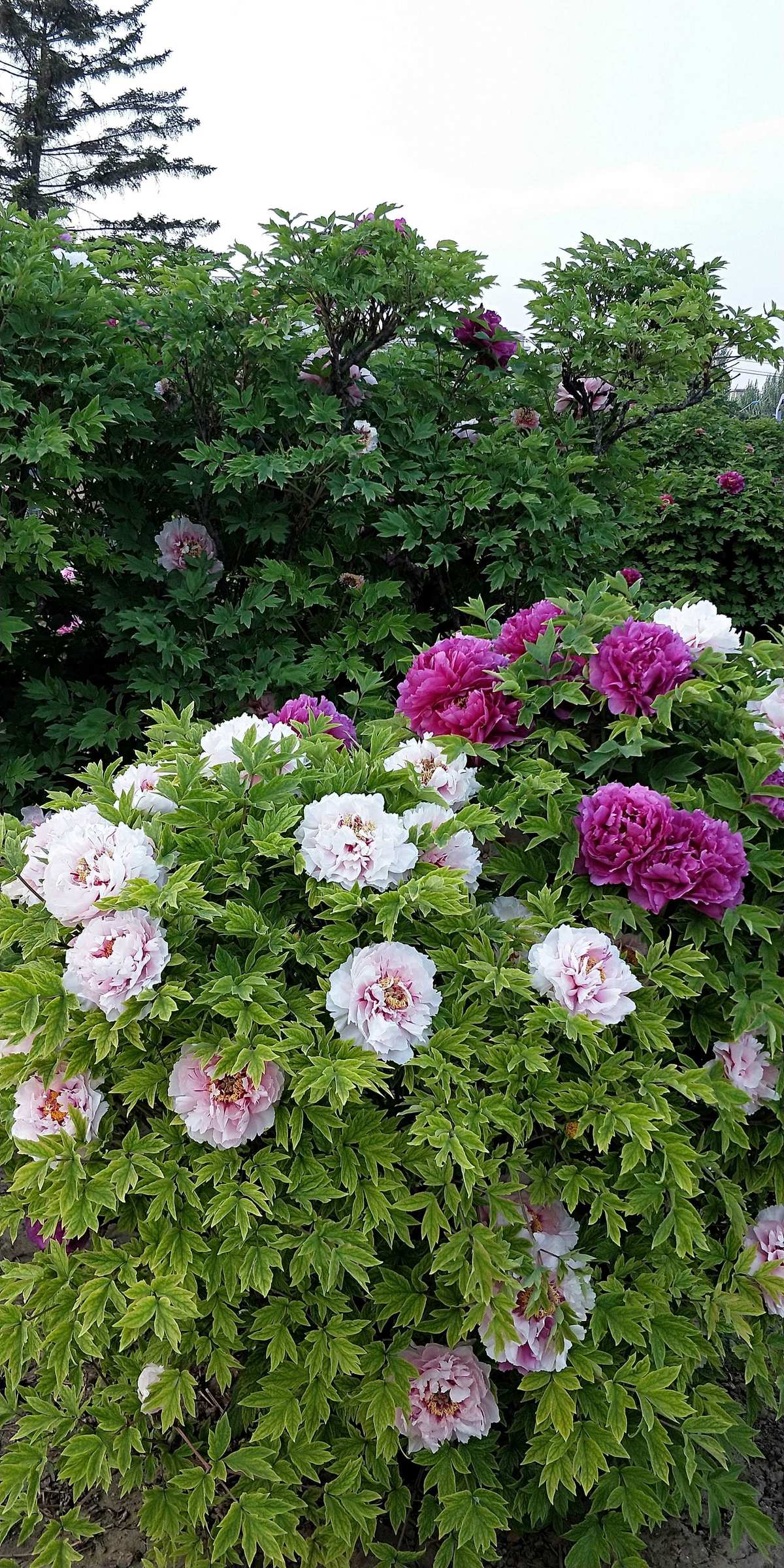 m4a1-x和m4a1_m4a1牡丹_cf牡丹武器m4a1属性揭秘