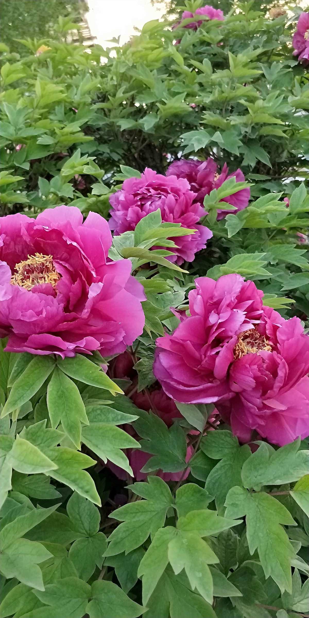 m4a1-x和m4a1_cf牡丹武器m4a1属性揭秘_m4a1牡丹