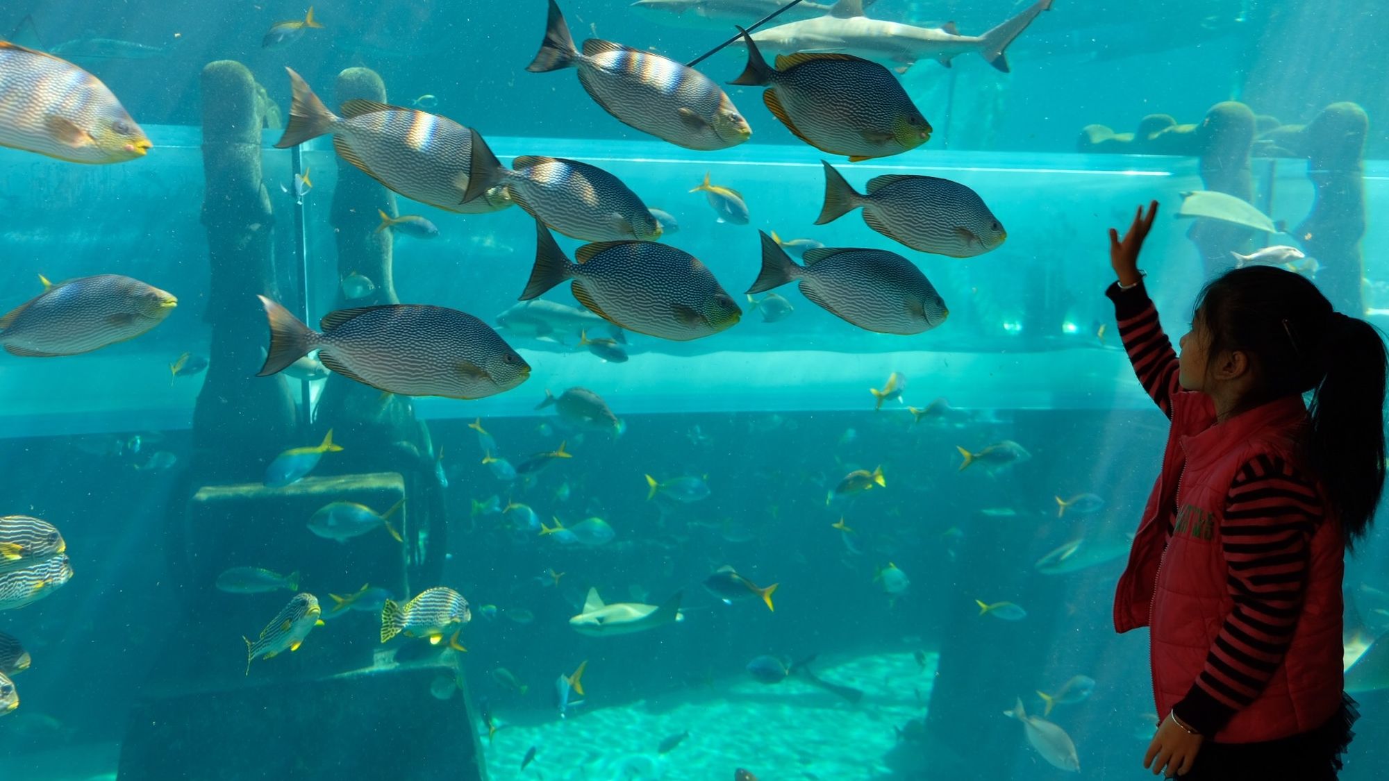 水族馆的游戏叫什么_水族馆游戏大全_水族馆游戏