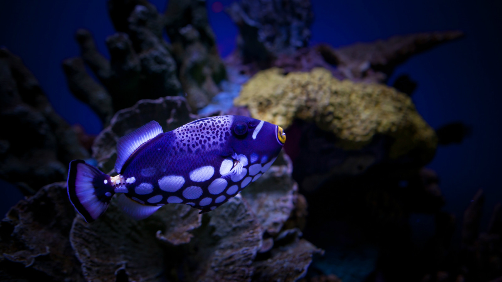 水族馆的游戏叫什么_水族馆游戏大全_水族馆游戏