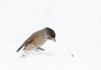 雪地打鸟 游戏_雪地捉鸟方法_雪地鸟群