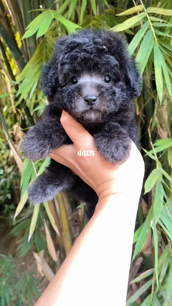 泰迪熊贵宾犬多少钱一只_泰迪熊式贵宾犬_泰迪熊贵宾犬