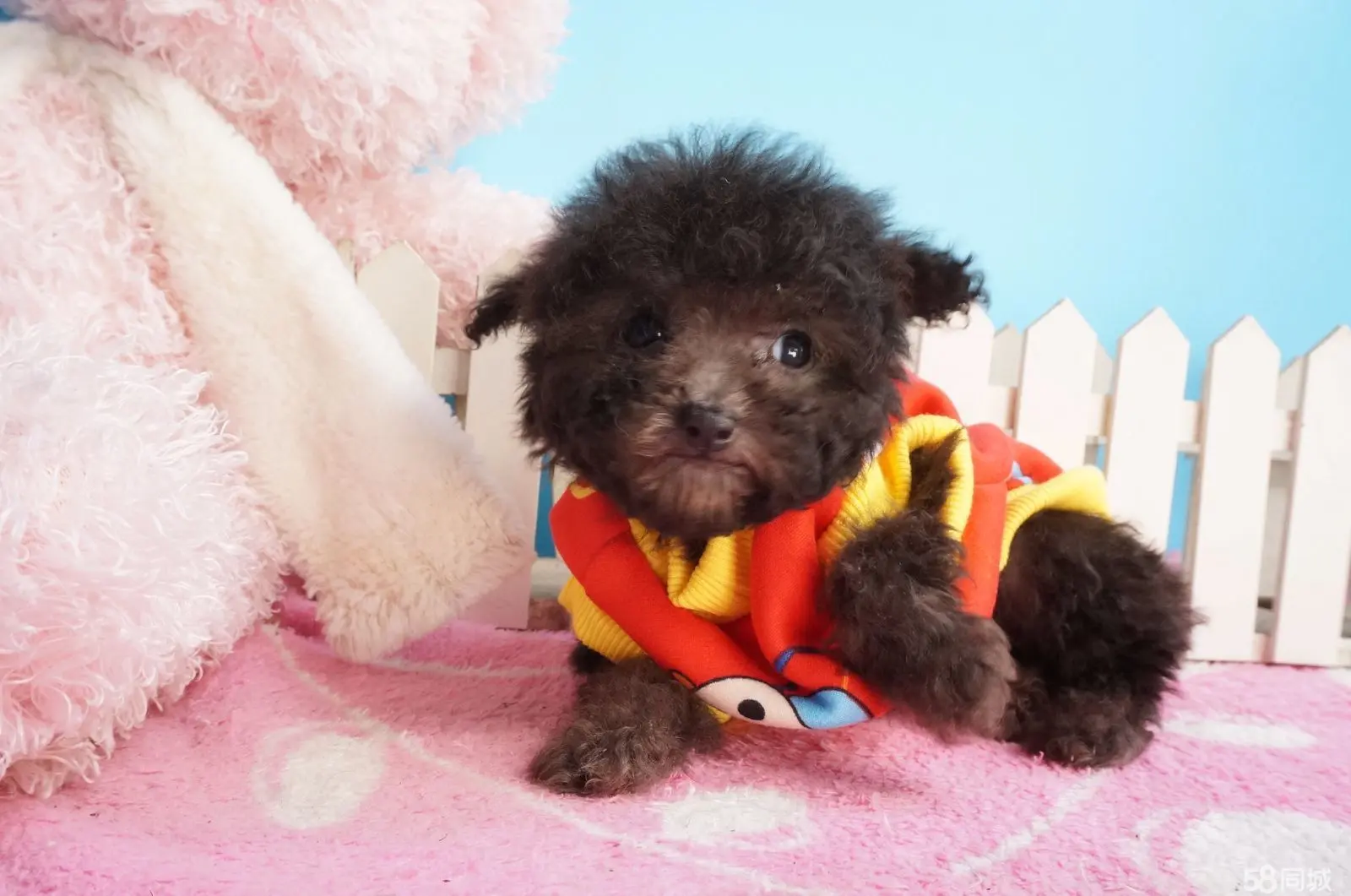 泰迪熊式贵宾犬_泰迪熊贵宾犬多少钱一只_泰迪熊贵宾犬