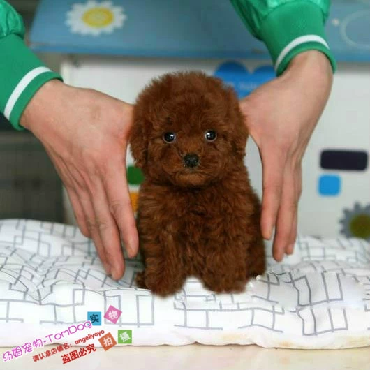 泰迪熊贵宾犬_泰迪熊式贵宾犬_泰迪熊贵宾犬多少钱一只