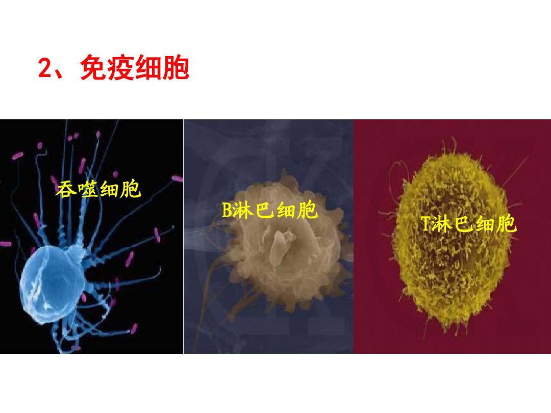 细胞吞噬 团队模式_吞噬细胞团队模式怎么玩_吞噬细胞攻略