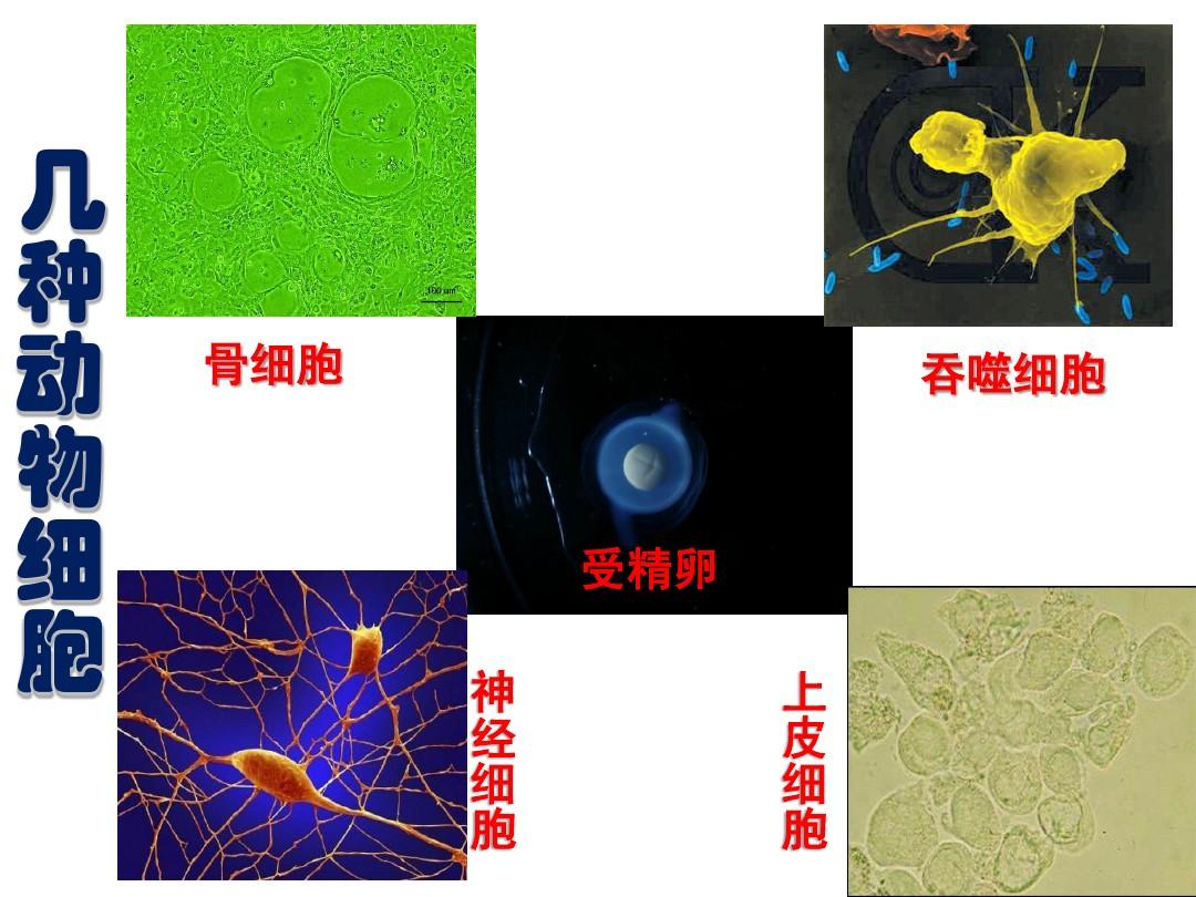 细胞吞噬 团队模式_吞噬细胞团队模式怎么玩_吞噬细胞攻略