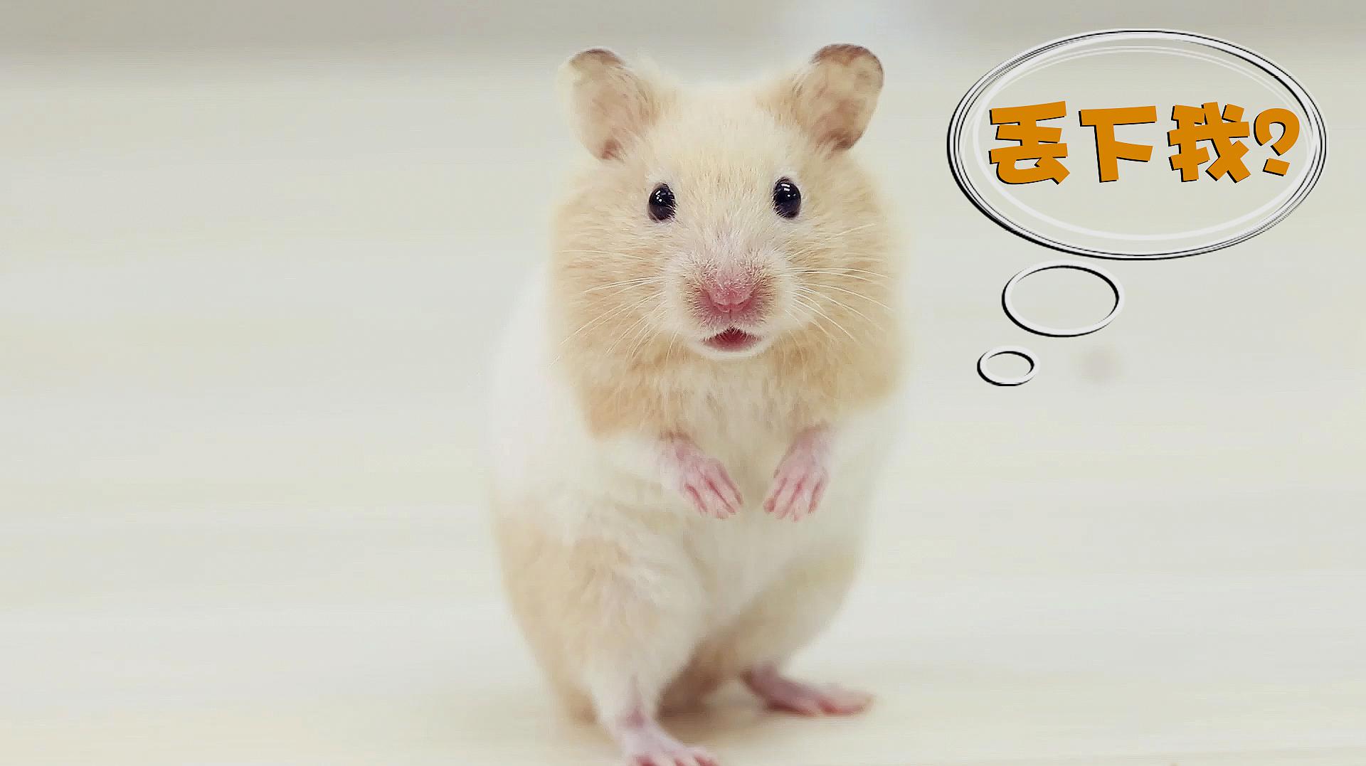 英文仓鼠的英文_英文仓鼠拼读怎么读_仓鼠的英文