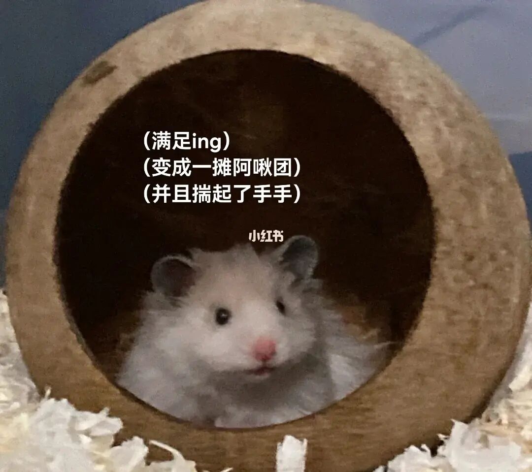 仓鼠的英文_英文仓鼠的英文_英文仓鼠拼读怎么读