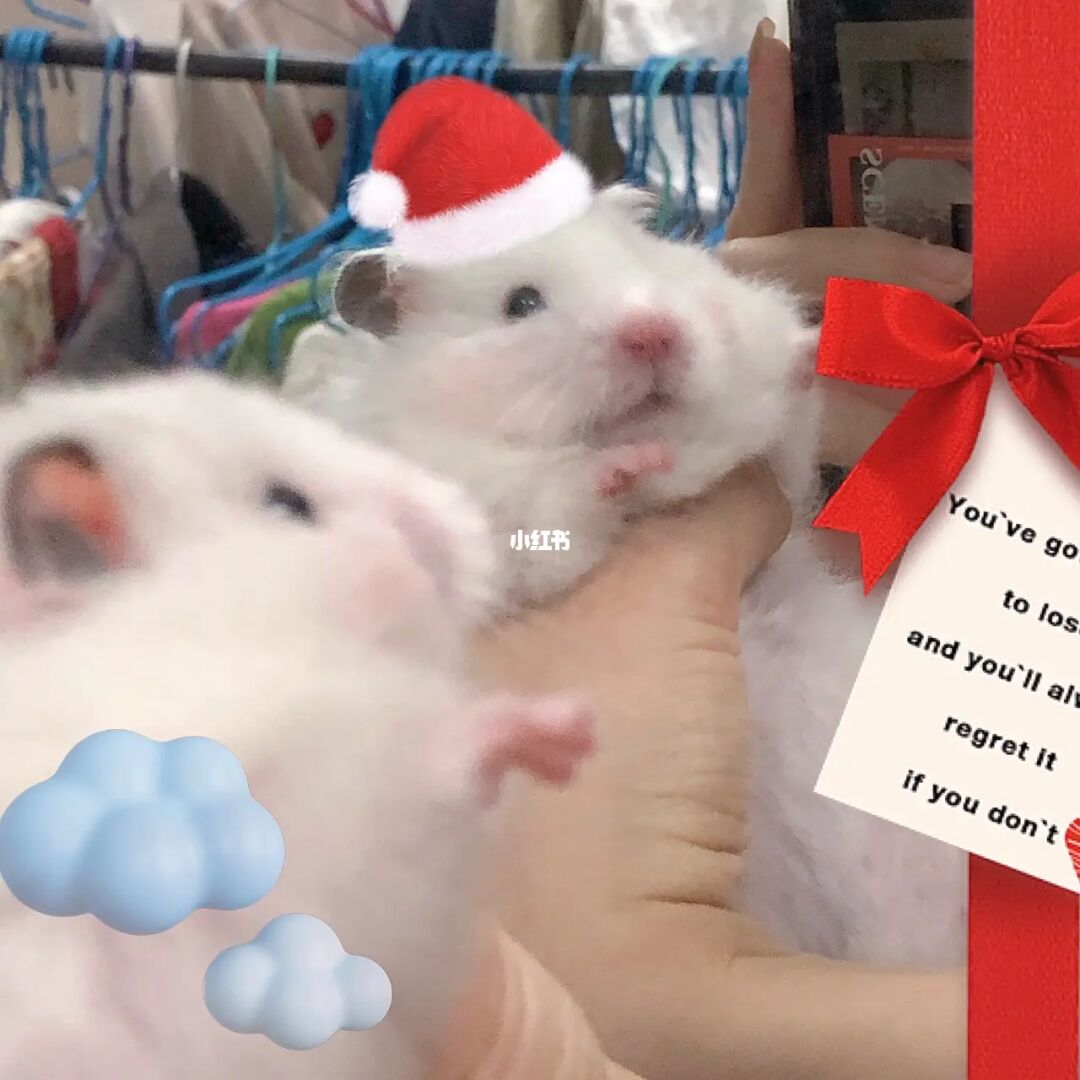 英文仓鼠拼读怎么读_仓鼠的英文_英文仓鼠的英文