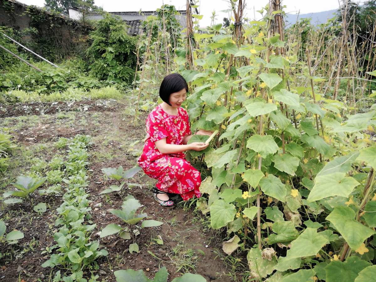 开心菜园_开心菜园教案_开心菜园活动内容怎么写