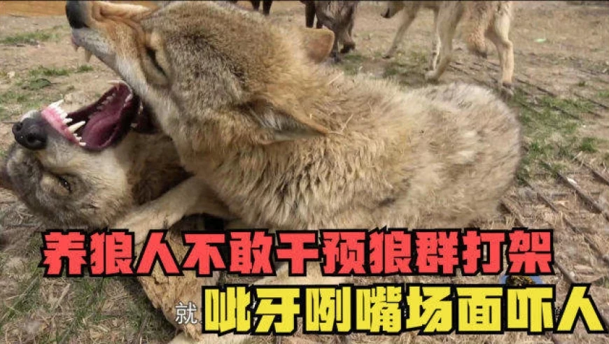 别人说你是个狼人你怎么回复_说我是狼人怎么回复_狼人说是回复怎么回复