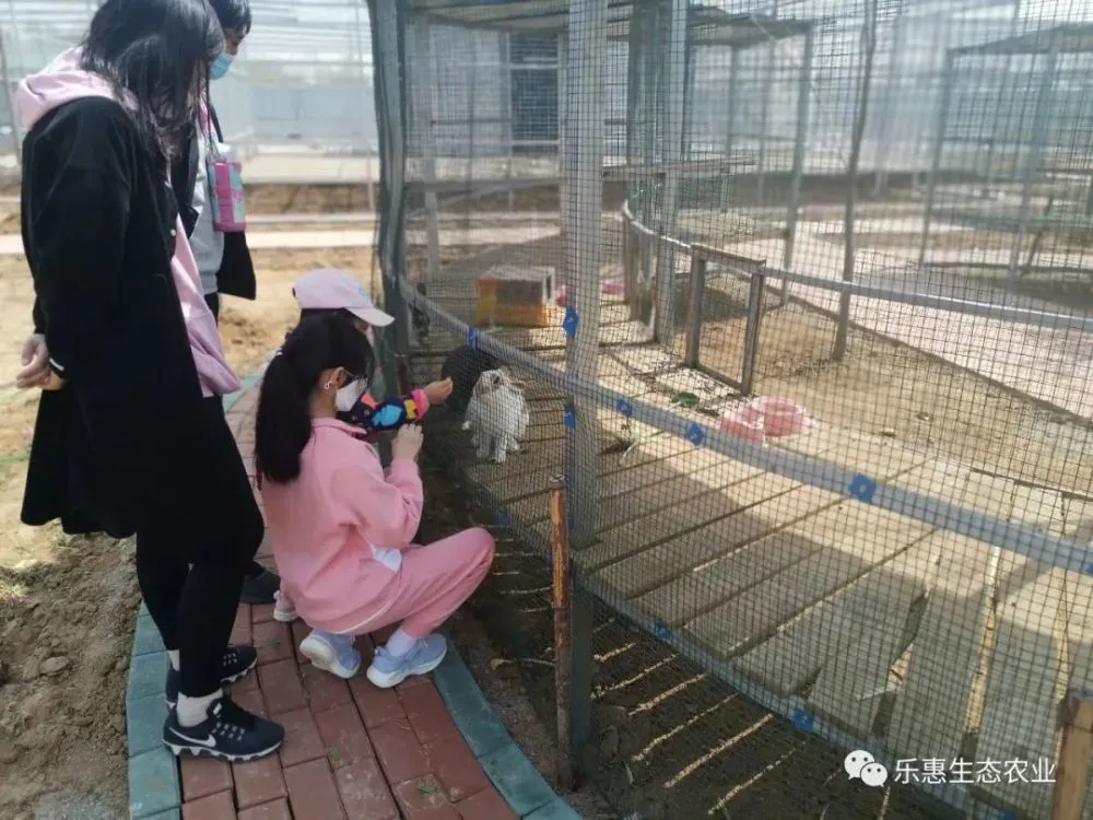 猪猪狭_狭猪猪第一集_狭猪猪侠之超级赛车大电影