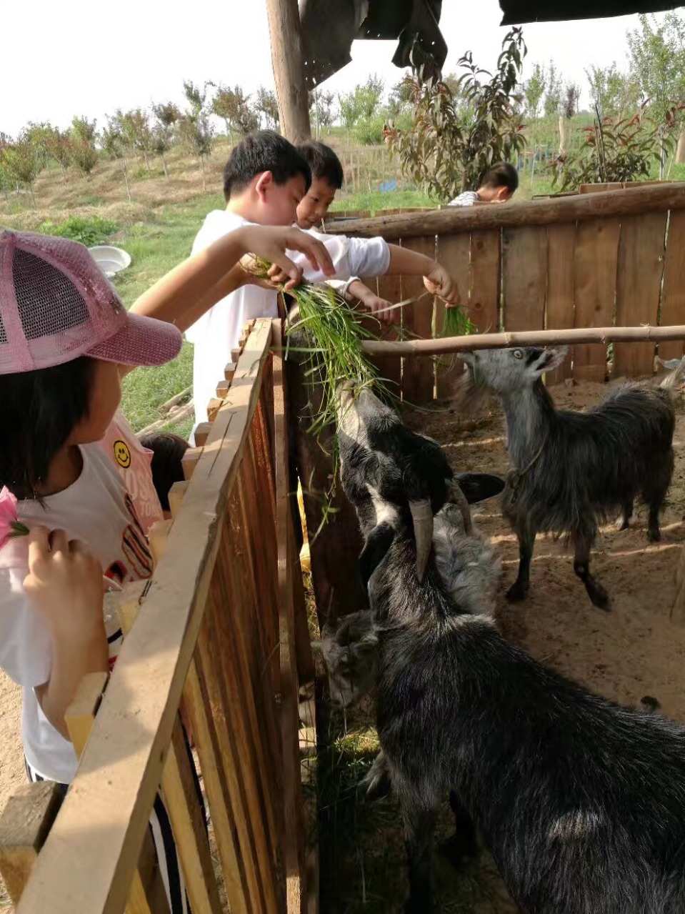 猪猪狭_狭猪猪侠之超级赛车大电影_狭猪猪第一集