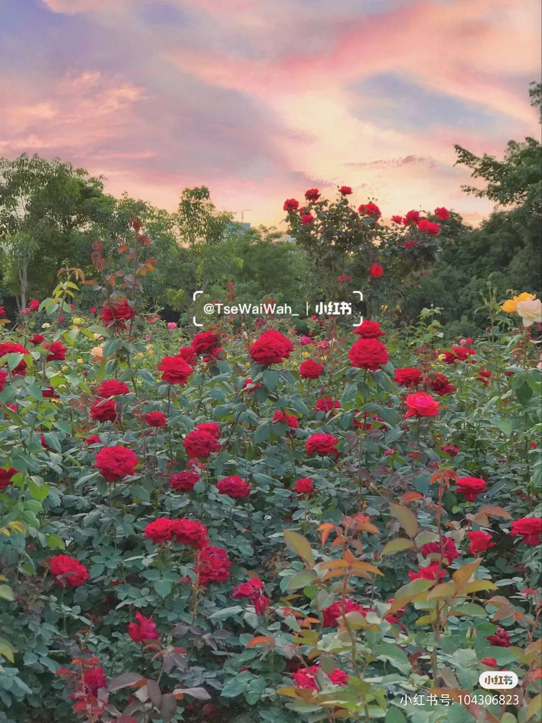 玫瑰花园游戏攻略_qq游戏玫瑰花园_玫瑰花园游戏能赚钱吗