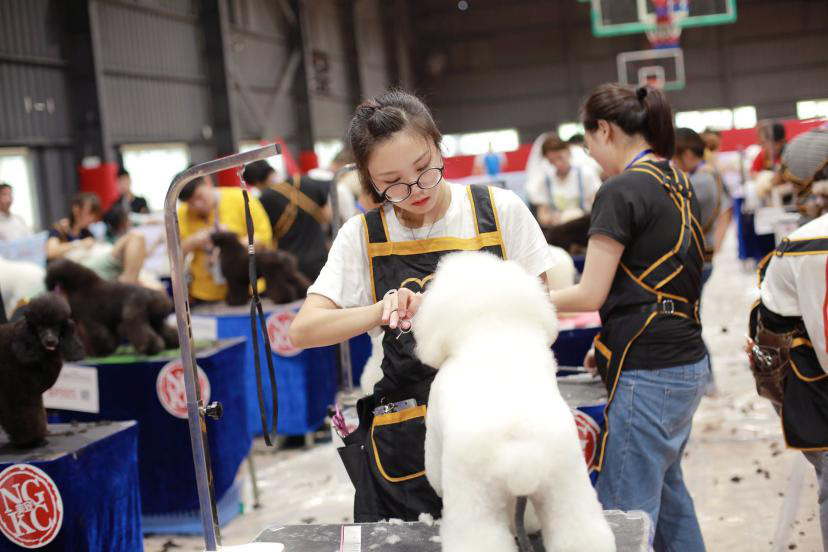 培训美容宠物师学校怎么样_宠物美容师培训的学校_宠物美容师培训学校