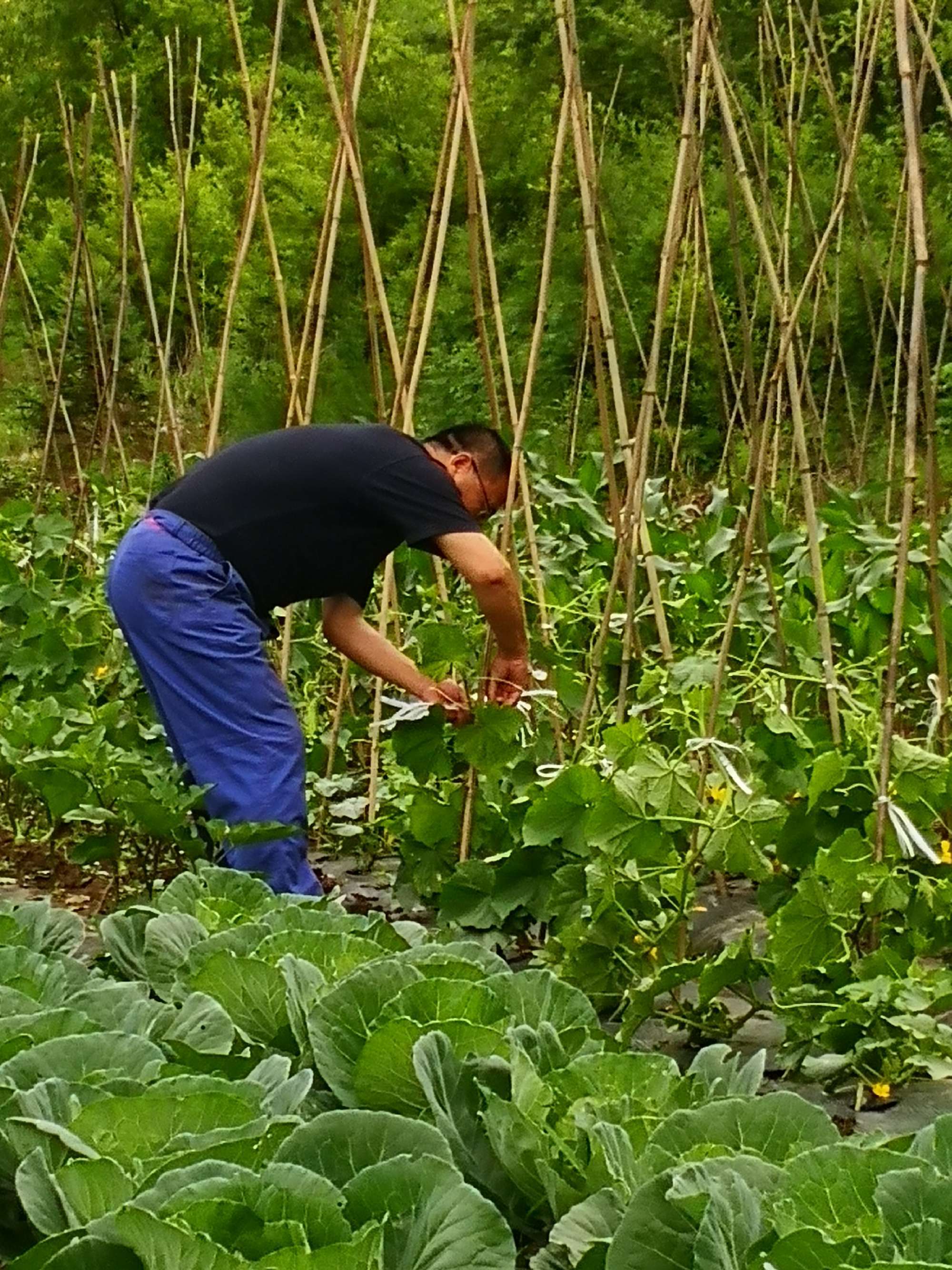 种菜的游戏中文版_种菜中文版游戏大全_种菜游戏app