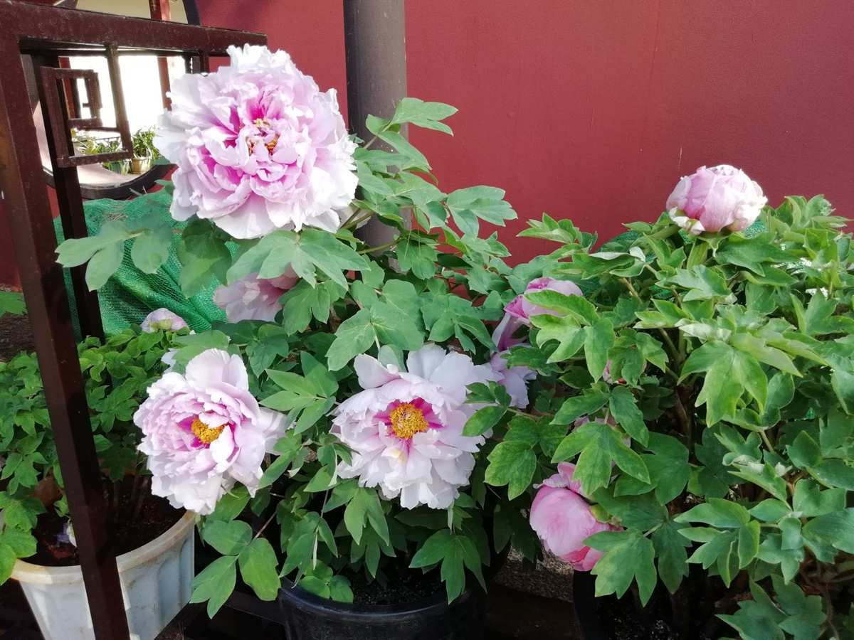 花圣我的世界解说_圣花什么意思_花圣的世界第8期