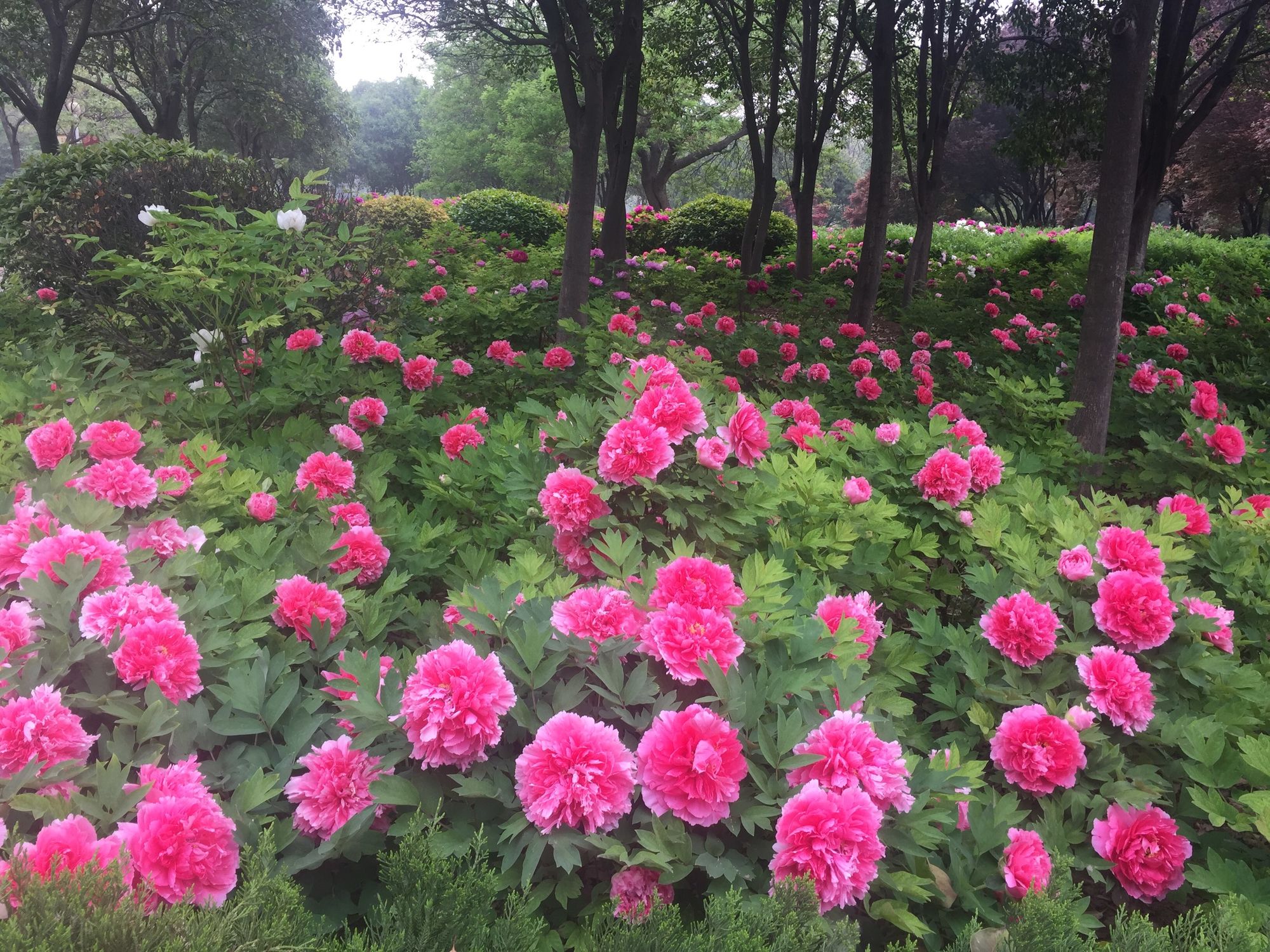 花圣我的世界解说_圣花什么意思_花圣的世界第8期