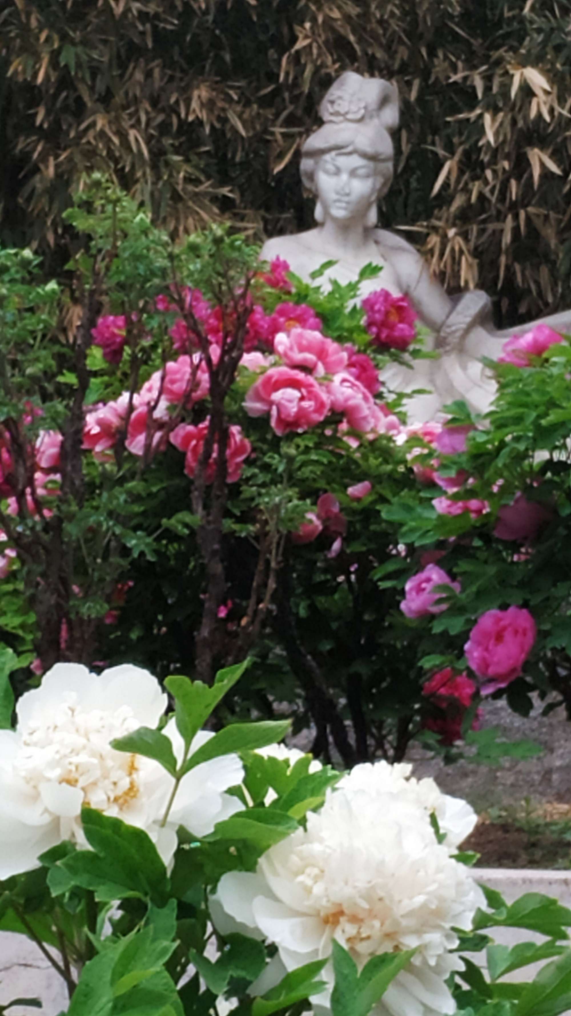 花圣的世界第8期_花圣我的世界解说_圣花什么意思