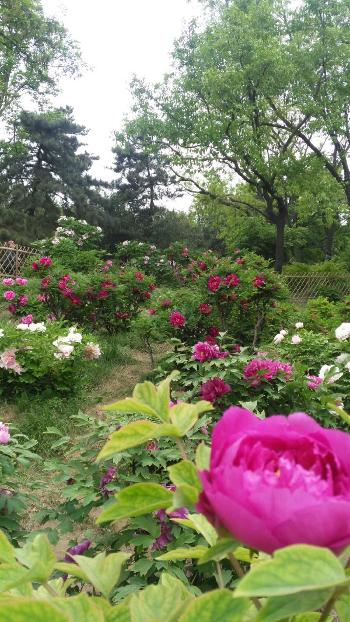 圣花什么意思_花圣的世界第8期_花圣我的世界解说