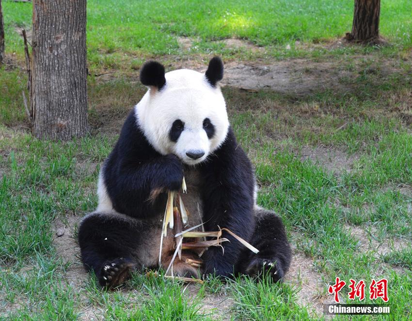 熊猫玩竹子_熊猫吃竹子的手机游戏_熊猫吃竹子的游戏