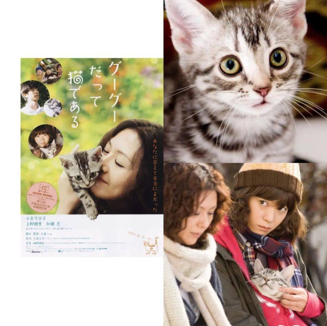猫猫影视_猫猫巷电影网_影视猫猫粮