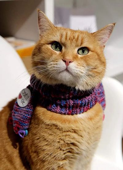 猫猫巷电影网_影视猫猫粮_猫猫影视