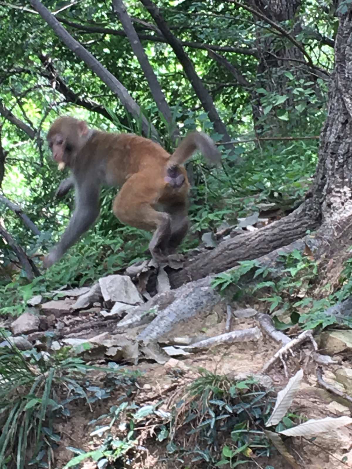 梦幻西游手游花果山加点方案_梦幻手游花果山加点贴吧_梦幻西游手游花果山加点