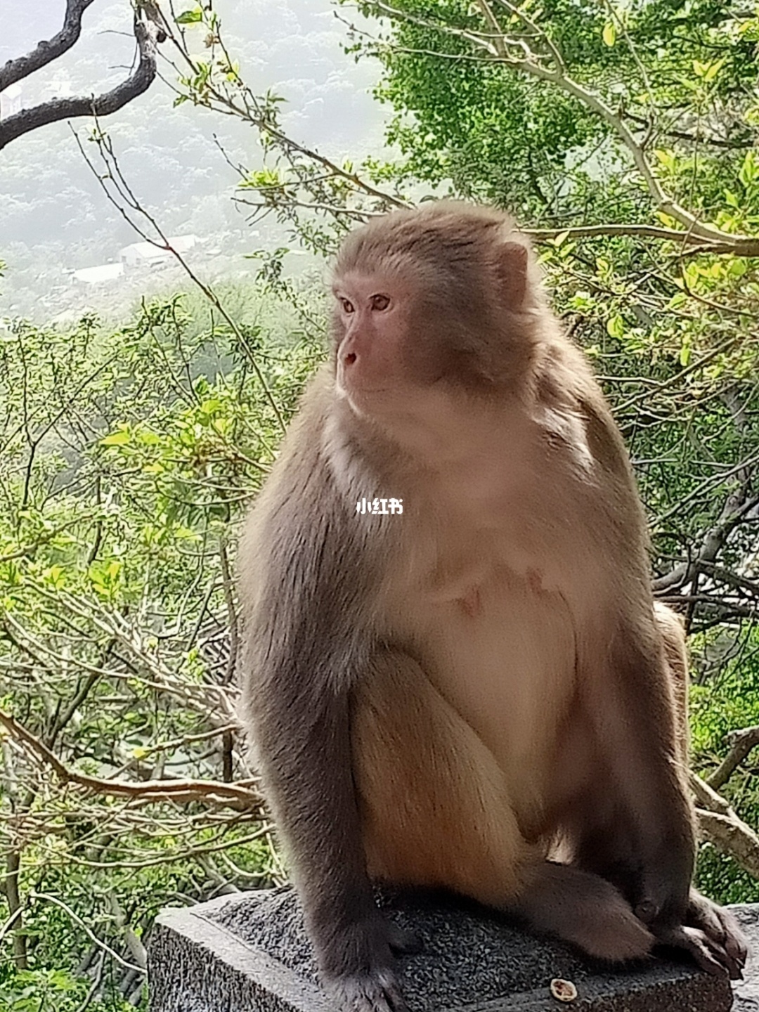 梦幻西游手游花果山加点方案_梦幻手游花果山加点贴吧_梦幻西游手游花果山加点