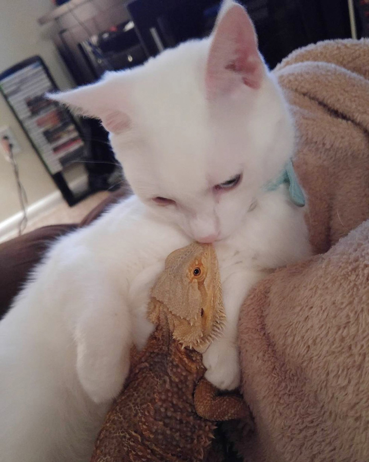 驯服一只猫要多久_我的世界猫吃什么才能驯服_驯服猫咪轻而易举