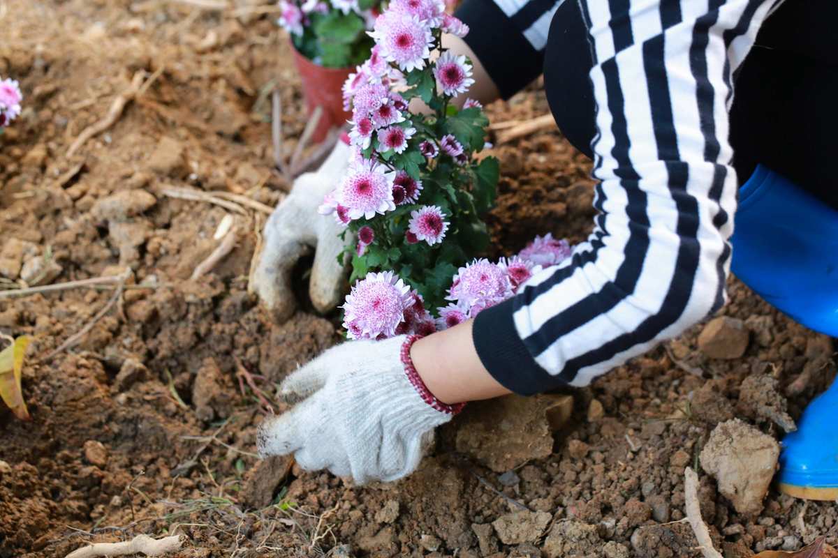 类似鲜花小镇的种花游戏_微信小程序种花游戏_种花游戏
