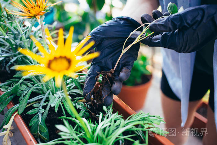 种花游戏_类似鲜花小镇的种花游戏_微信小程序种花游戏
