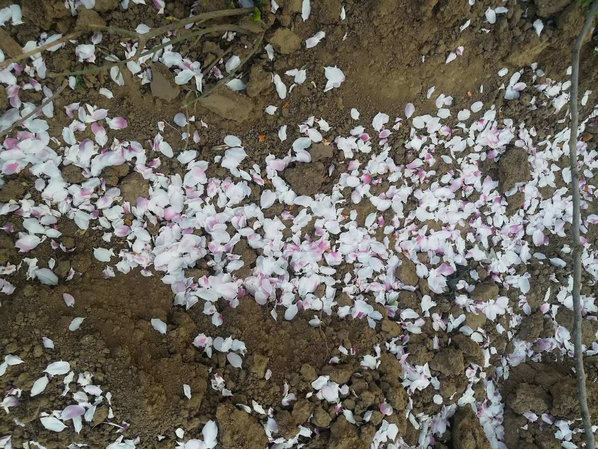 落花网正版APP_落花网app_落花网最新ip地址