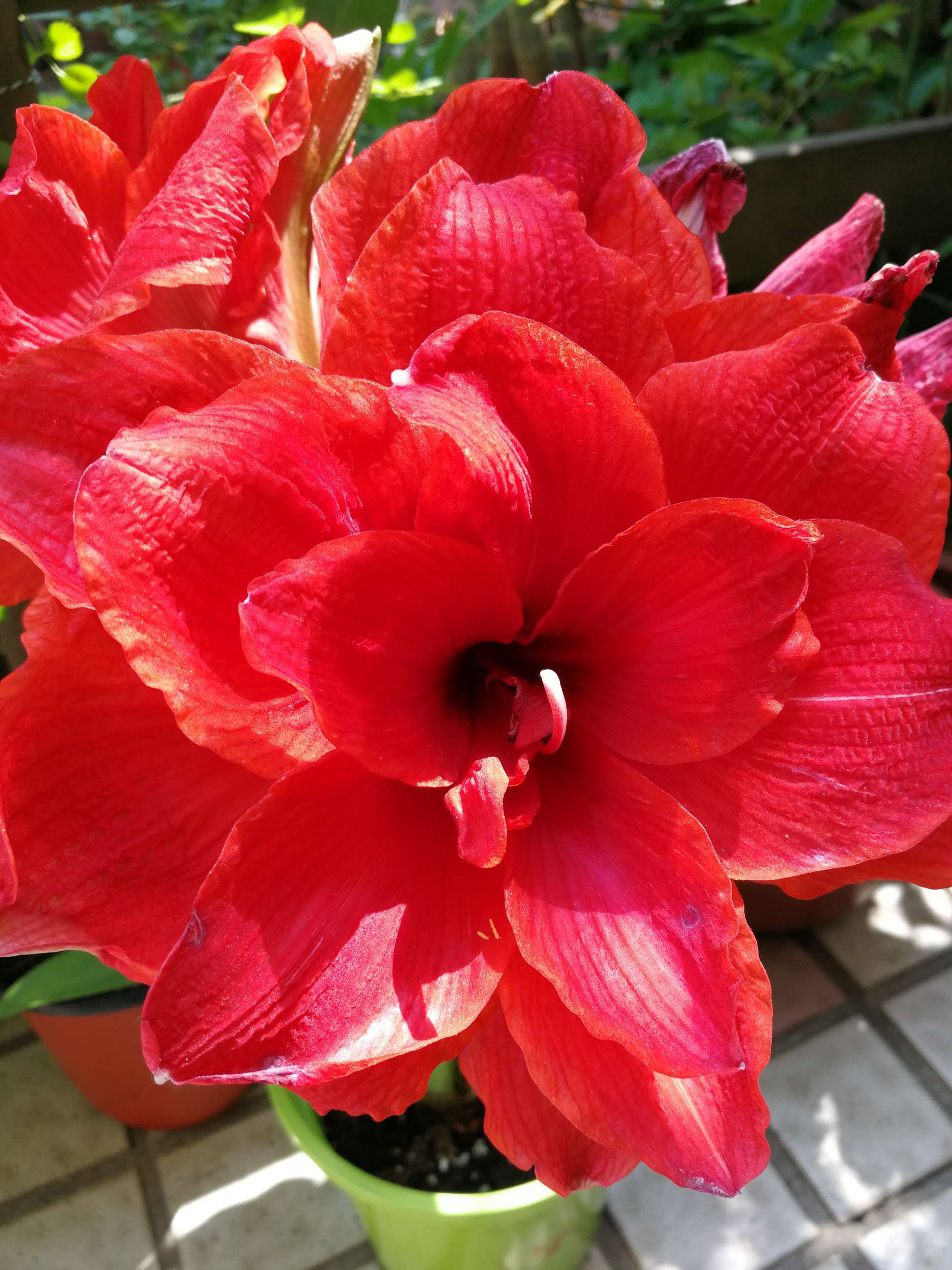 堂色花的功能与作用_色花堂app_大色堂色就操