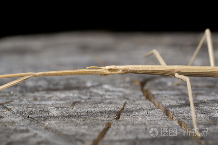 棍虫药材_虫棍_棍虫标本