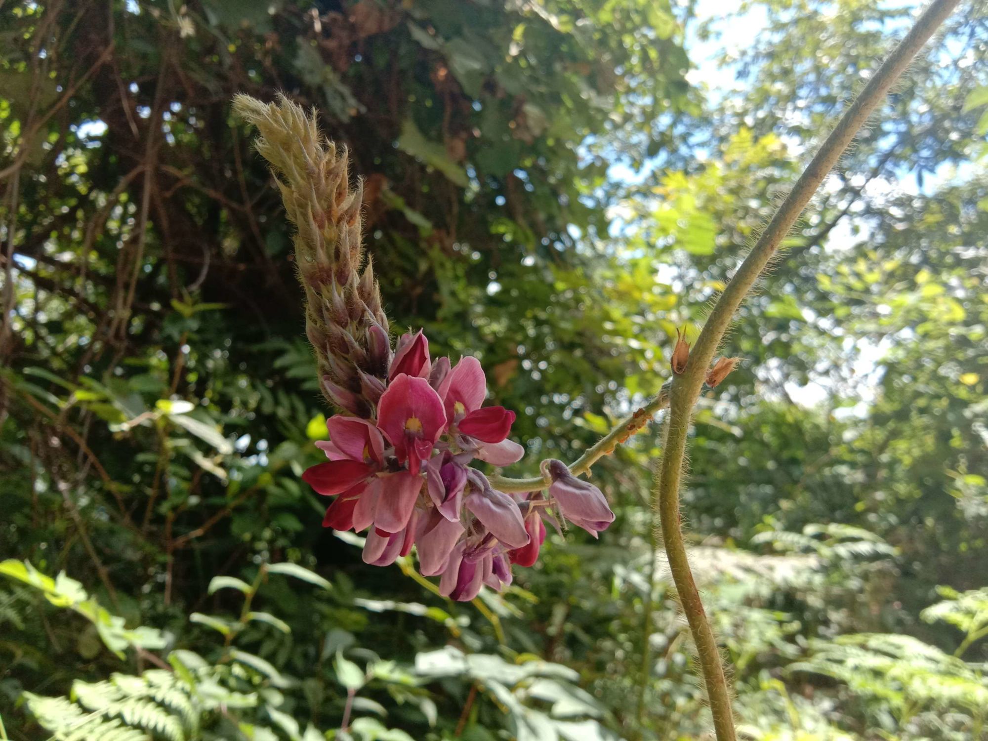 蔓青是什么菜_青蔓_蔓青图片大全