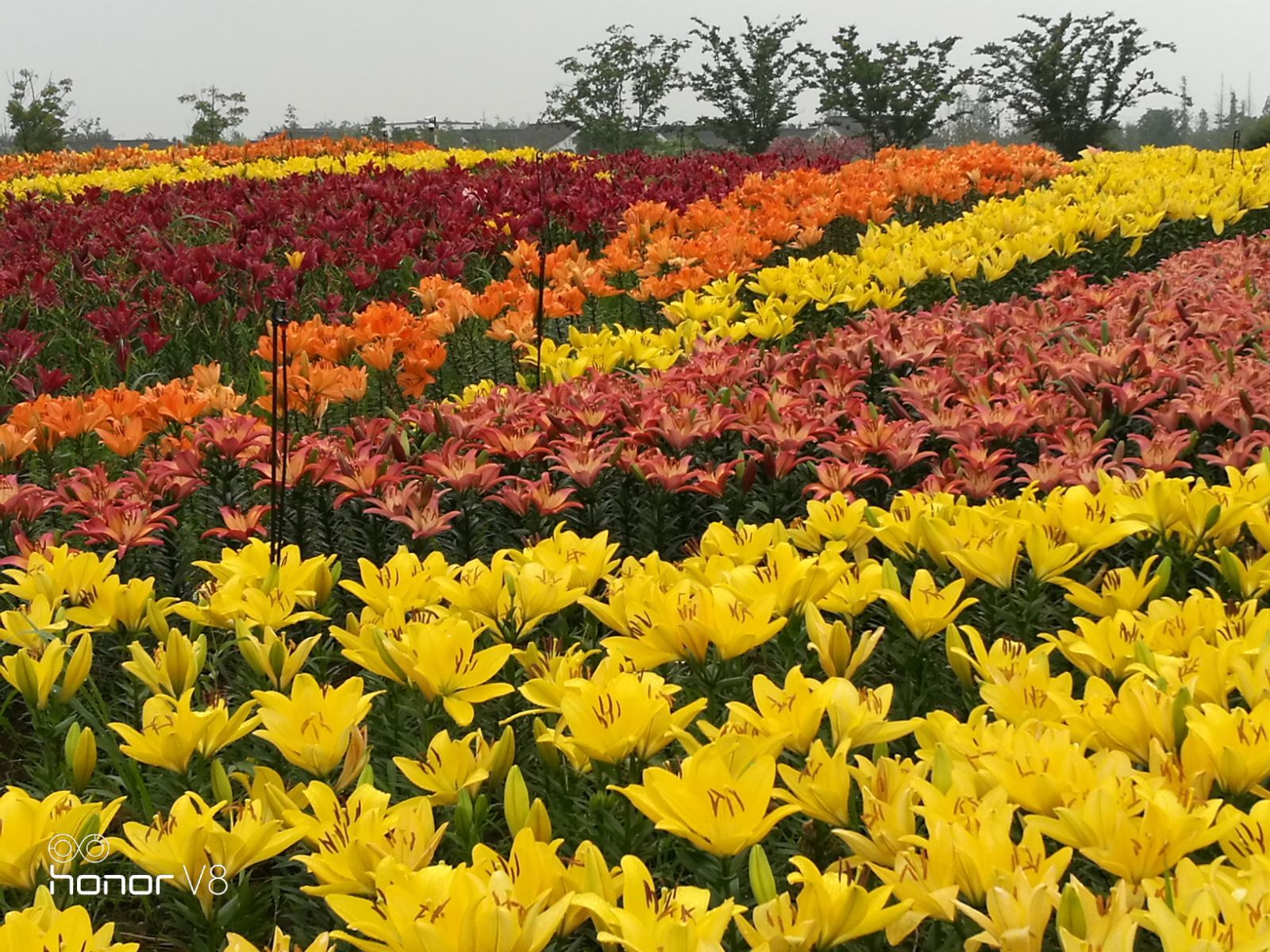 花海图片_花海歌词_花海app