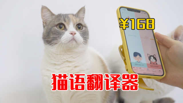 猫语翻译器免费_在线翻译猫语_猫语翻译机器