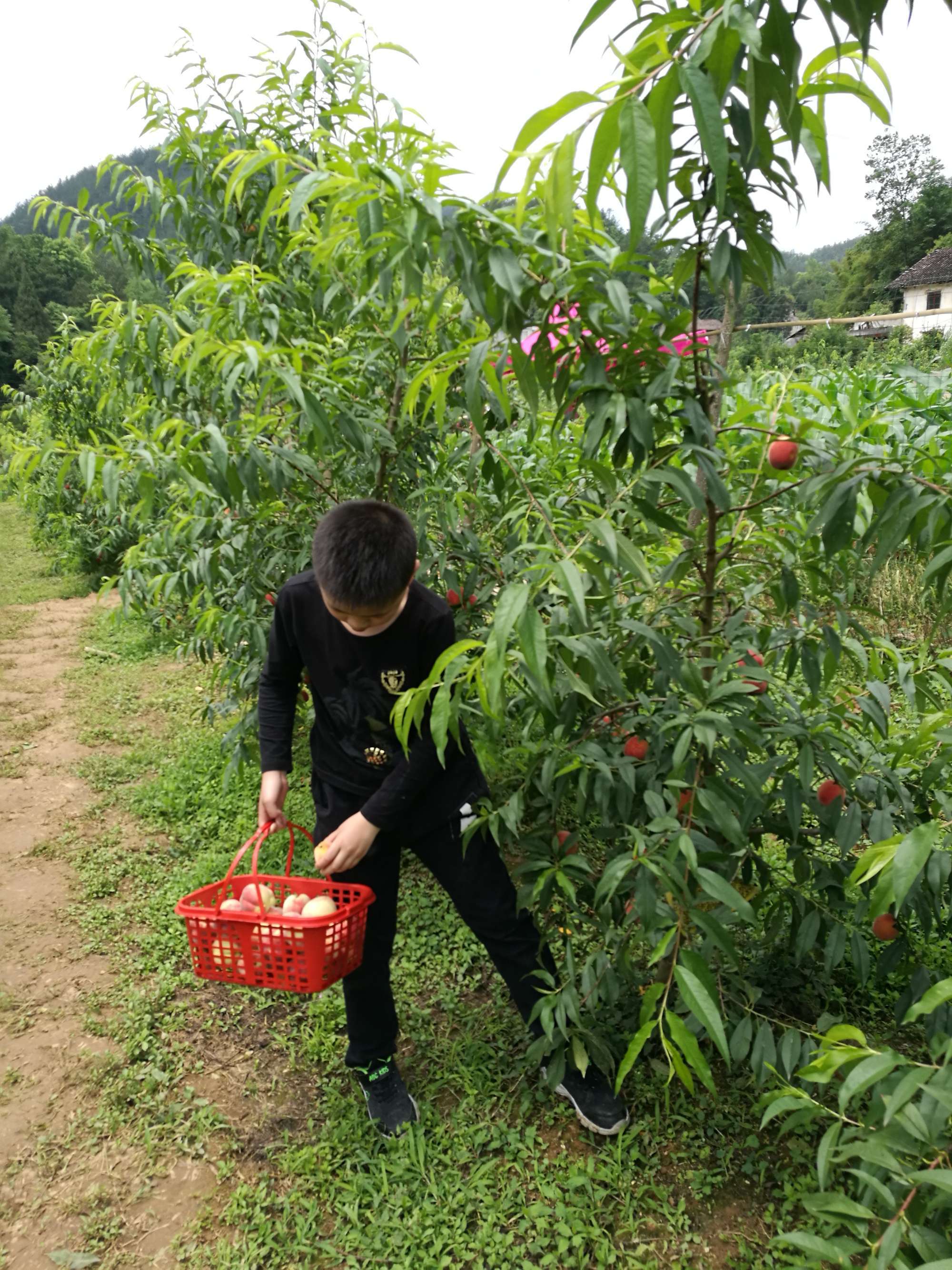 桃源深处有人家红包_桃源深处有人家_桃源深处有人家花卉育种配方
