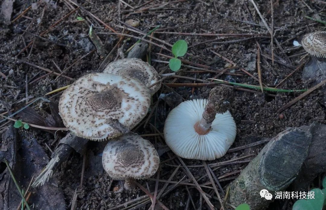 蘑菇识别拍照软件下载_拍照识别蘑菇_蘑菇图像识别