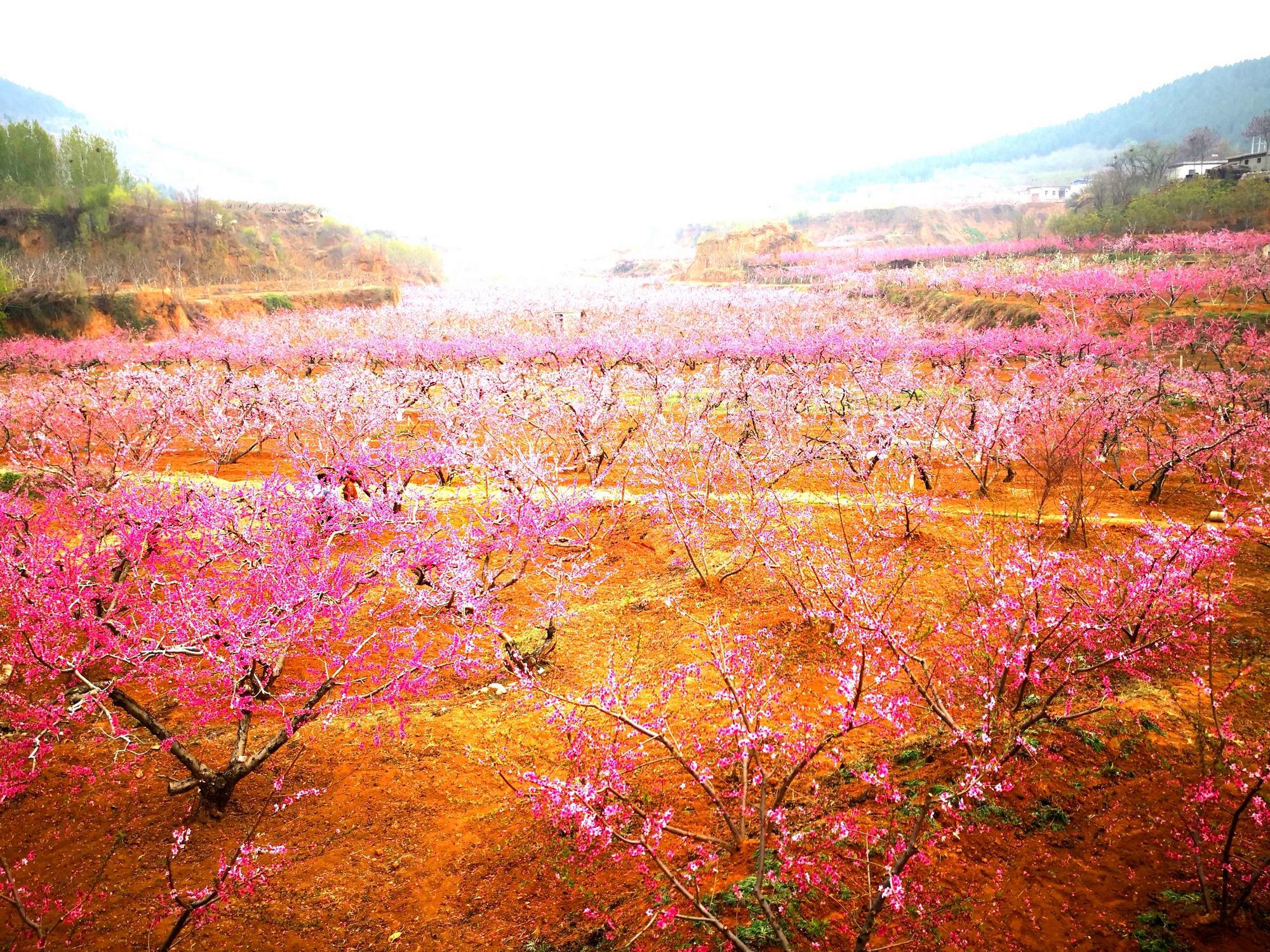 马里奥桃花公主图片_桃花公主图片_桃花公主图片可爱