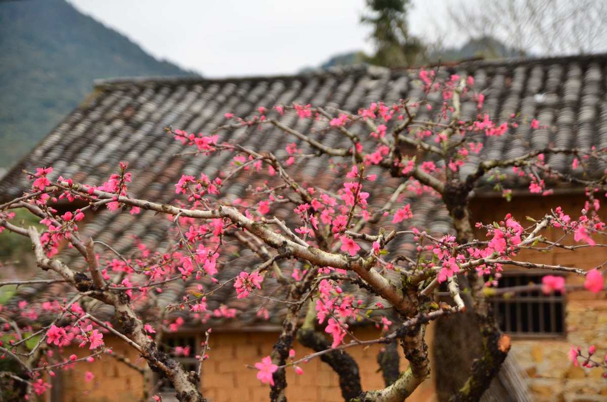 桃花传奇百度百科_桃花传奇小说_桃花传奇