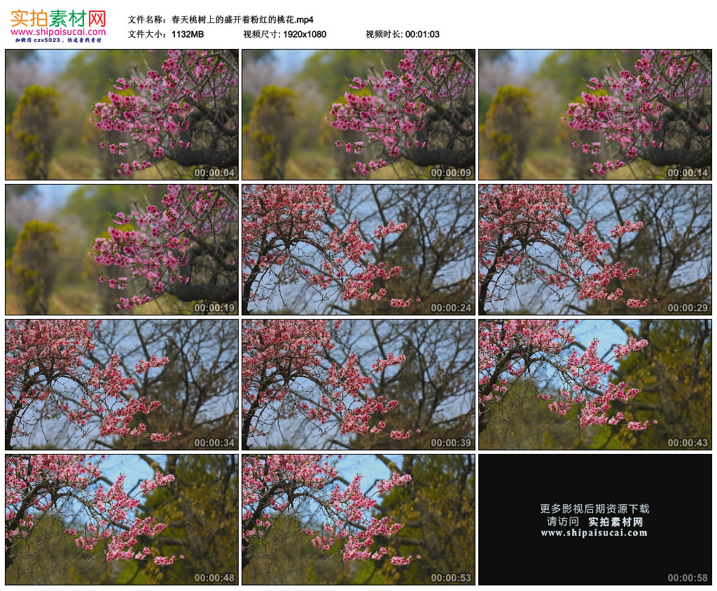 桃花传奇_桃花传奇百度百科_桃花传奇小说