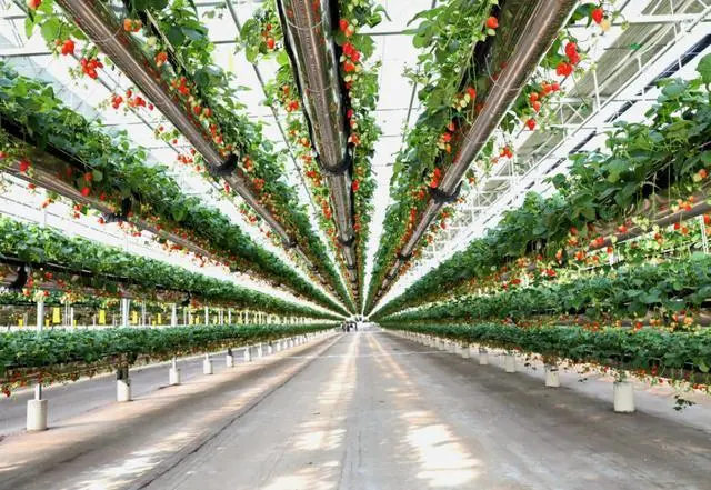 饥荒新家_饥荒新家游戏视频_饥荒新家手机版下载