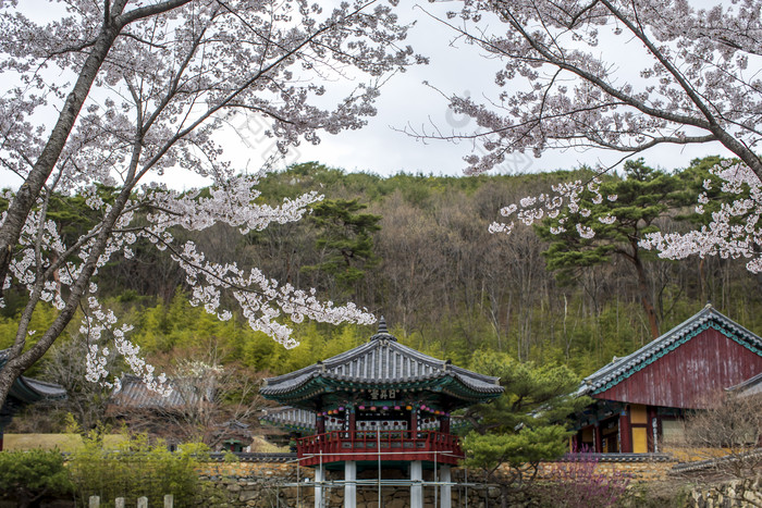 千岛湖金基观岛论坛_永恒岛稀有精英鹤_鹤观岛