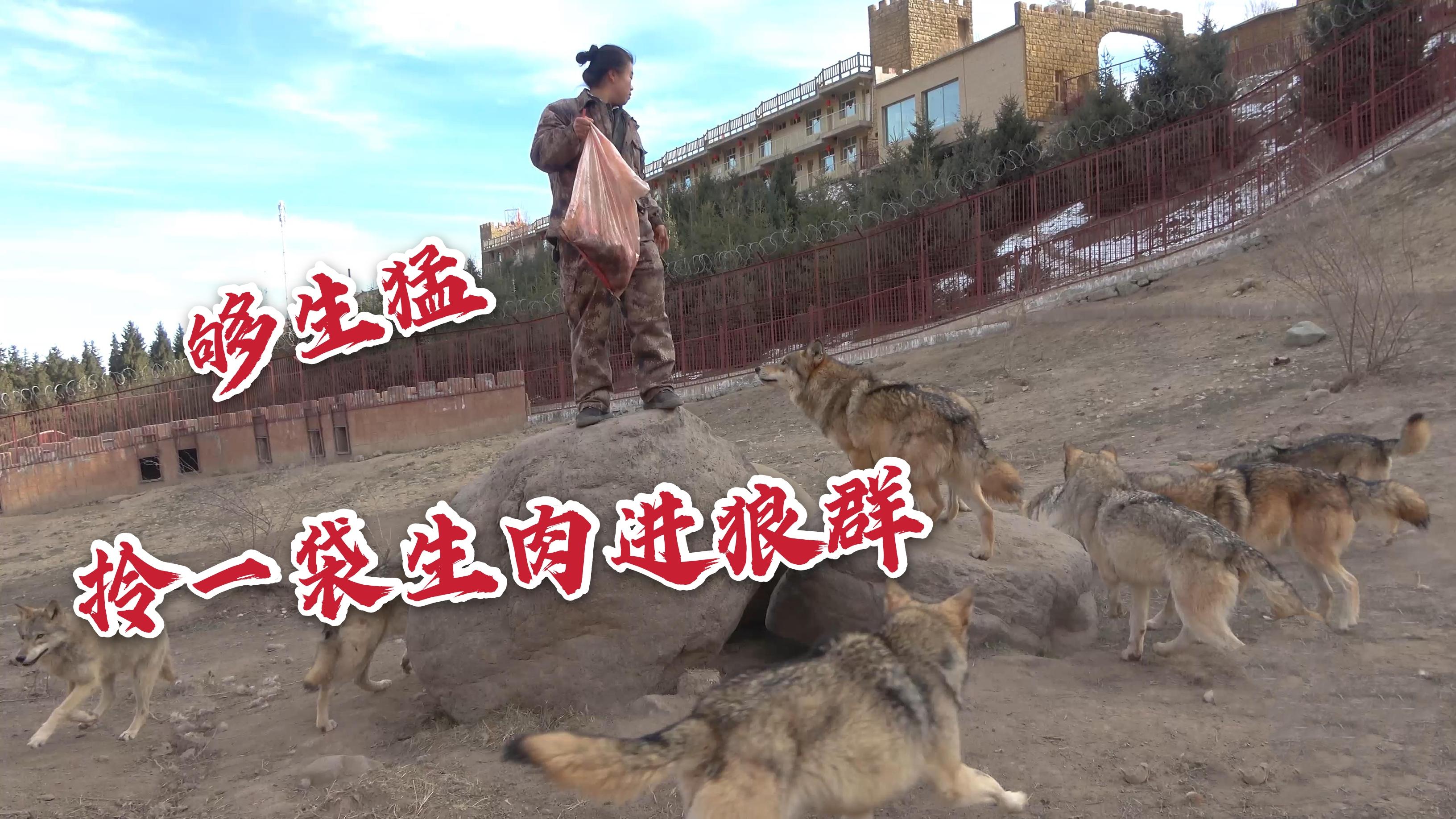狼群社区视频免费观看高清版_狼群社区视频免费观看高清版_狼群社区视频免费观看高清版